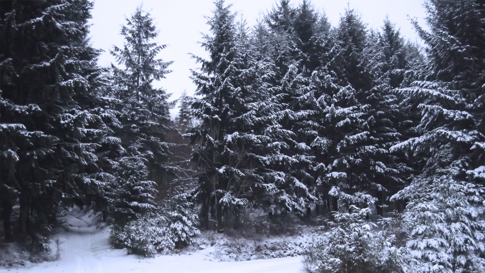 Хвойный лес в снегу