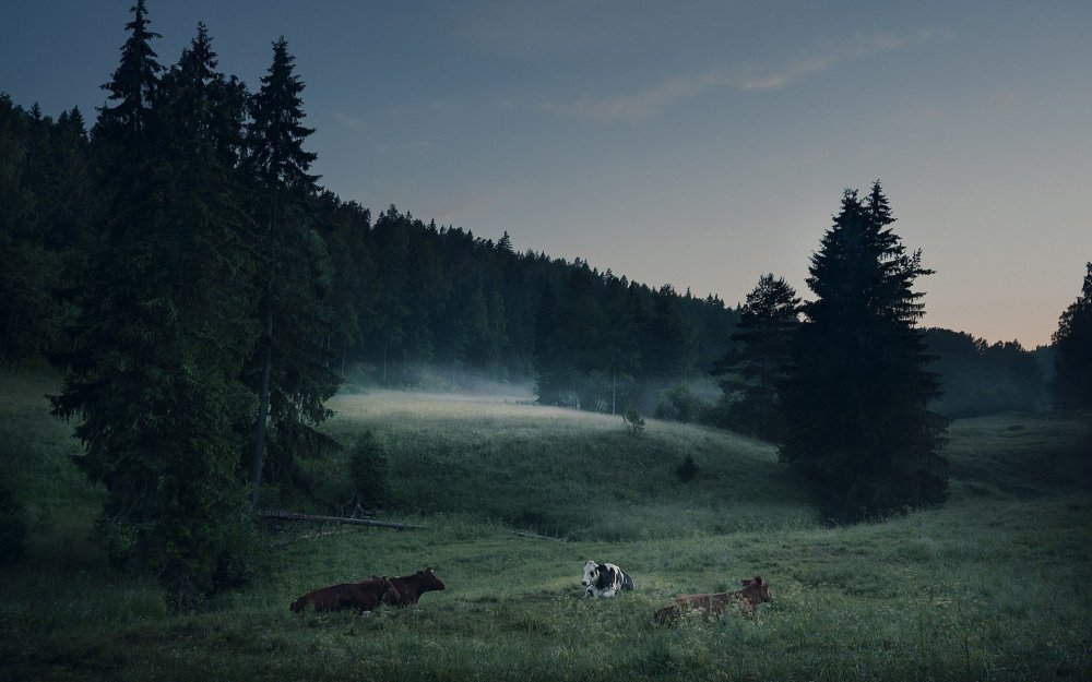 Mikko Lagerstedt фотограф