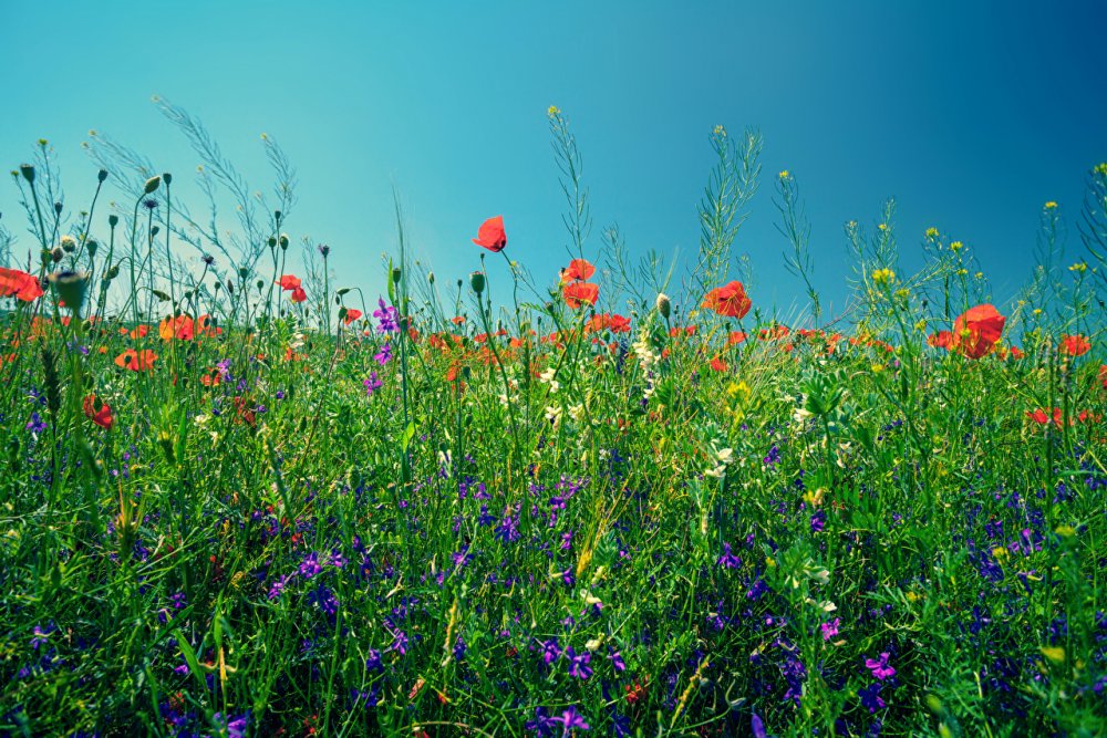 Картинки с луговыми цветами