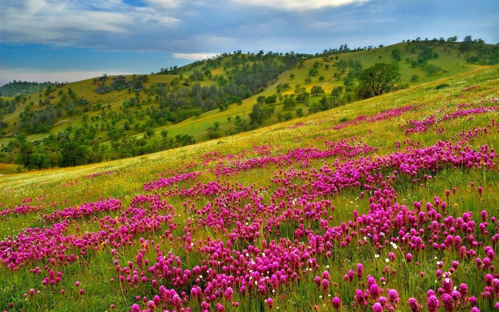 Палусские Луга