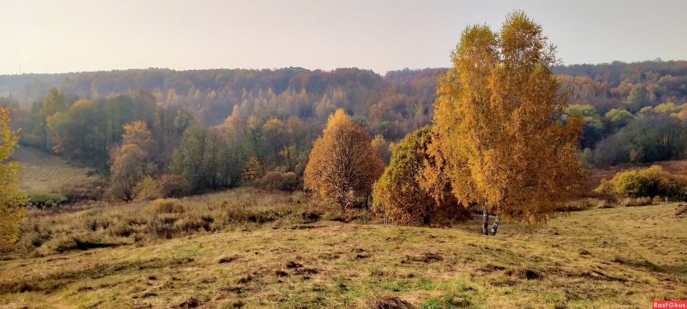 Парадиз лесостепь