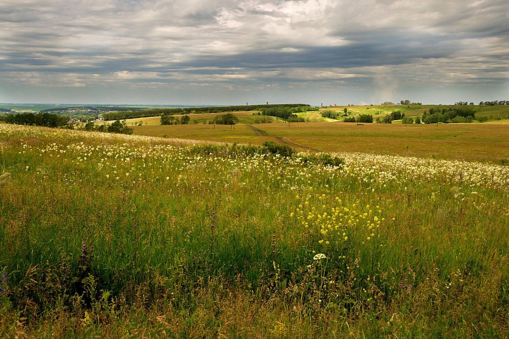 Степь, лесостепь, Алтая