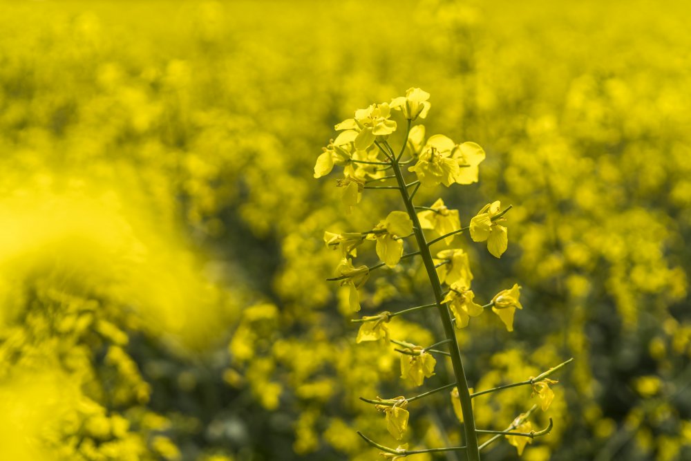 Polish canola - Brassica Rapa