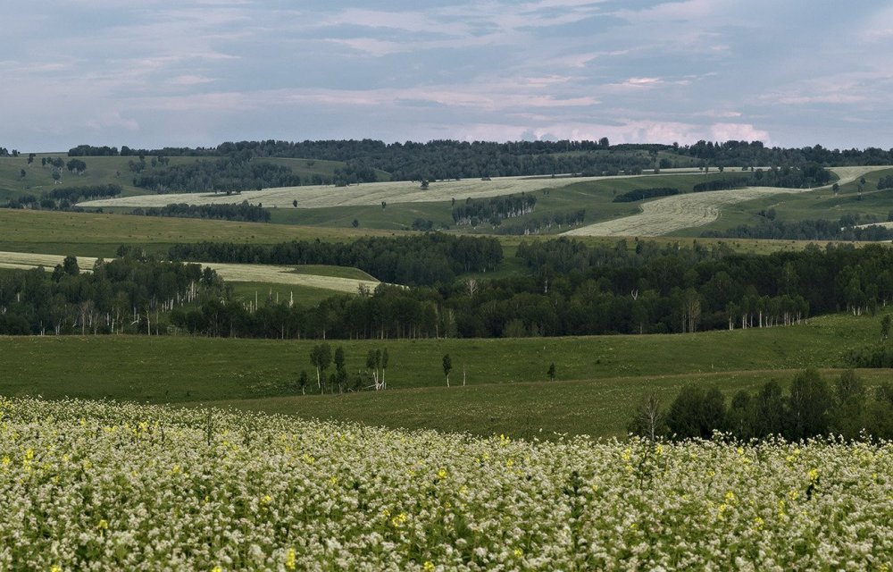 Поля Алтайского края