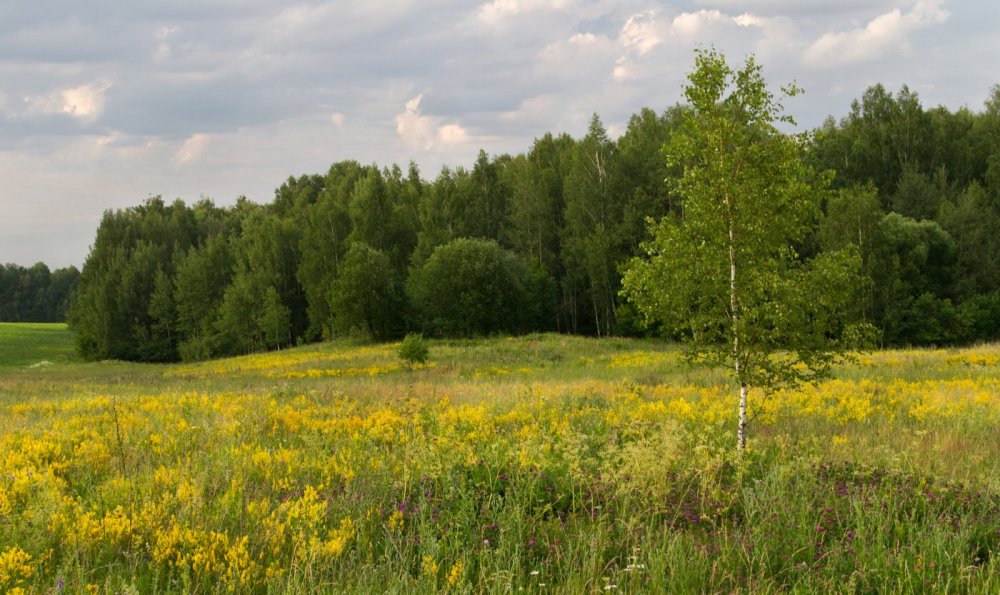 Барабинская лесостепь Флора