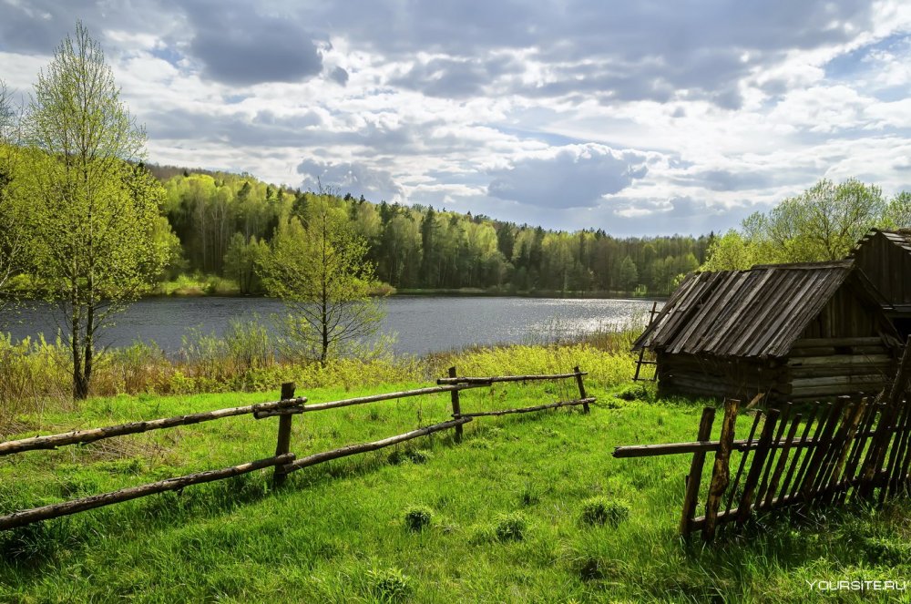 Неман Беларусь река сосны