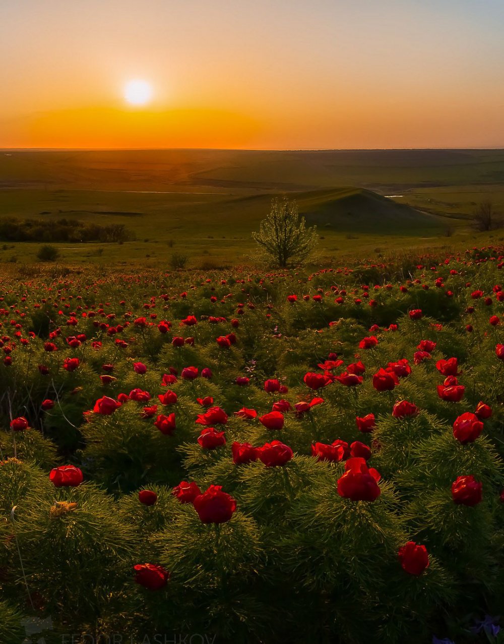 Степи Ставропольского края