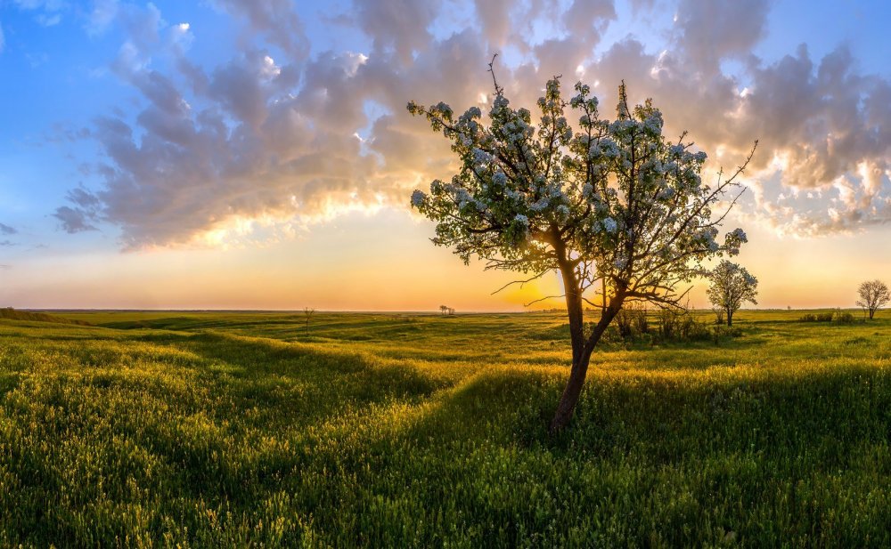 Красивые пейзажи степь