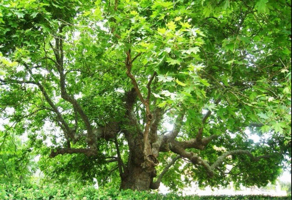 Дерево Чинар Койтендаг