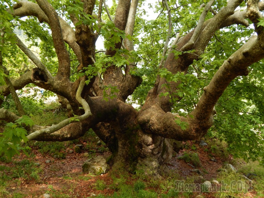 Дерево Чинар в Азербайджане