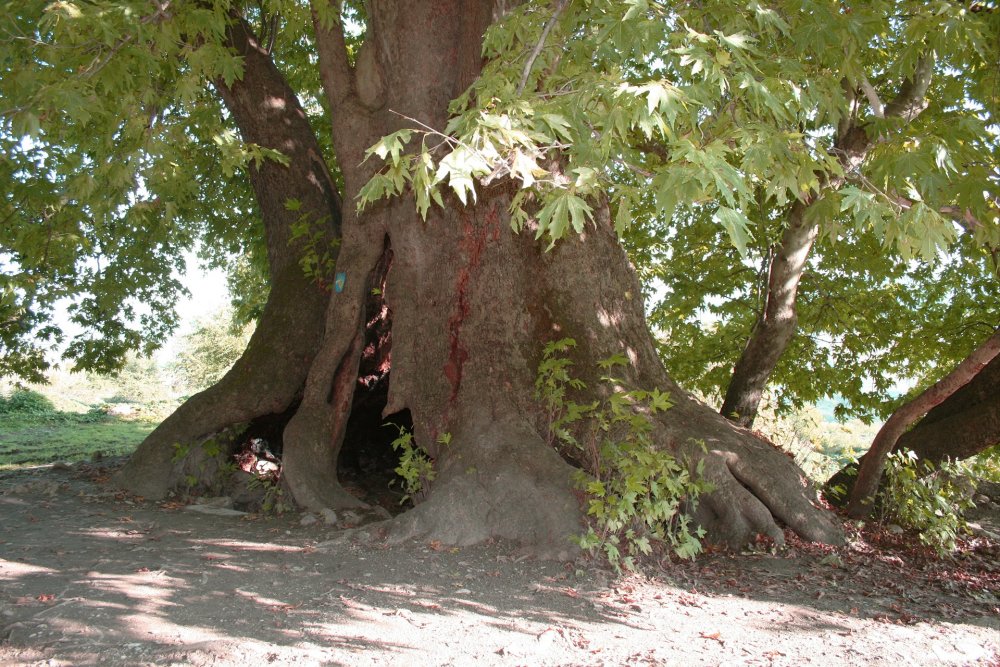 Платан дерево в Крыму