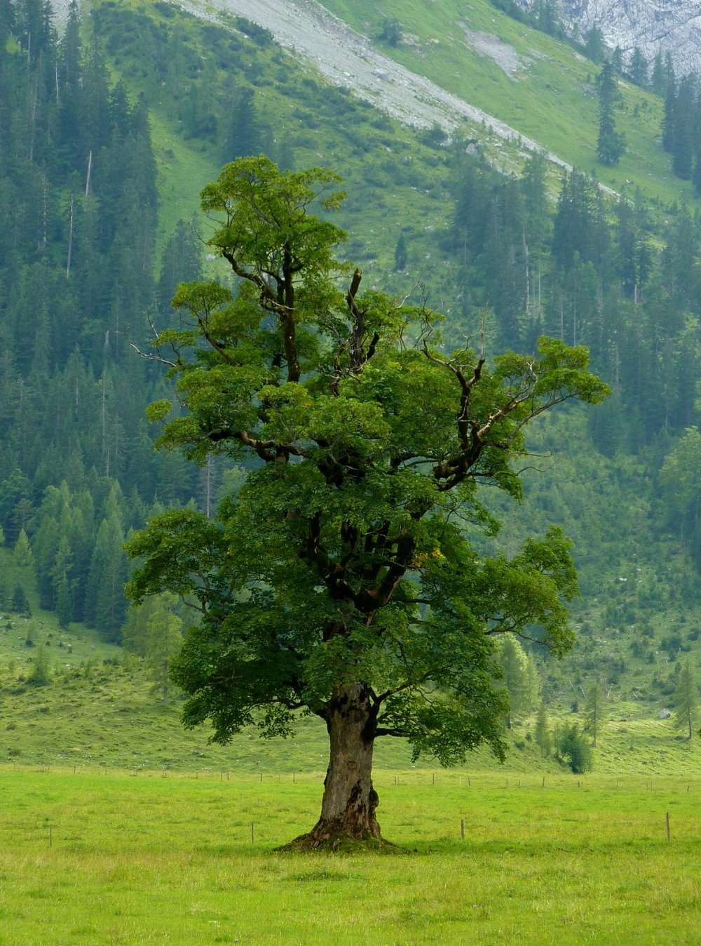 Фото деревьев в хорошем качестве