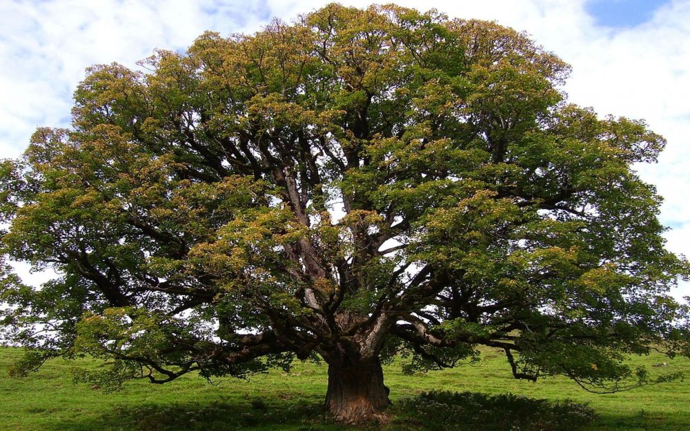Сикомора дерево