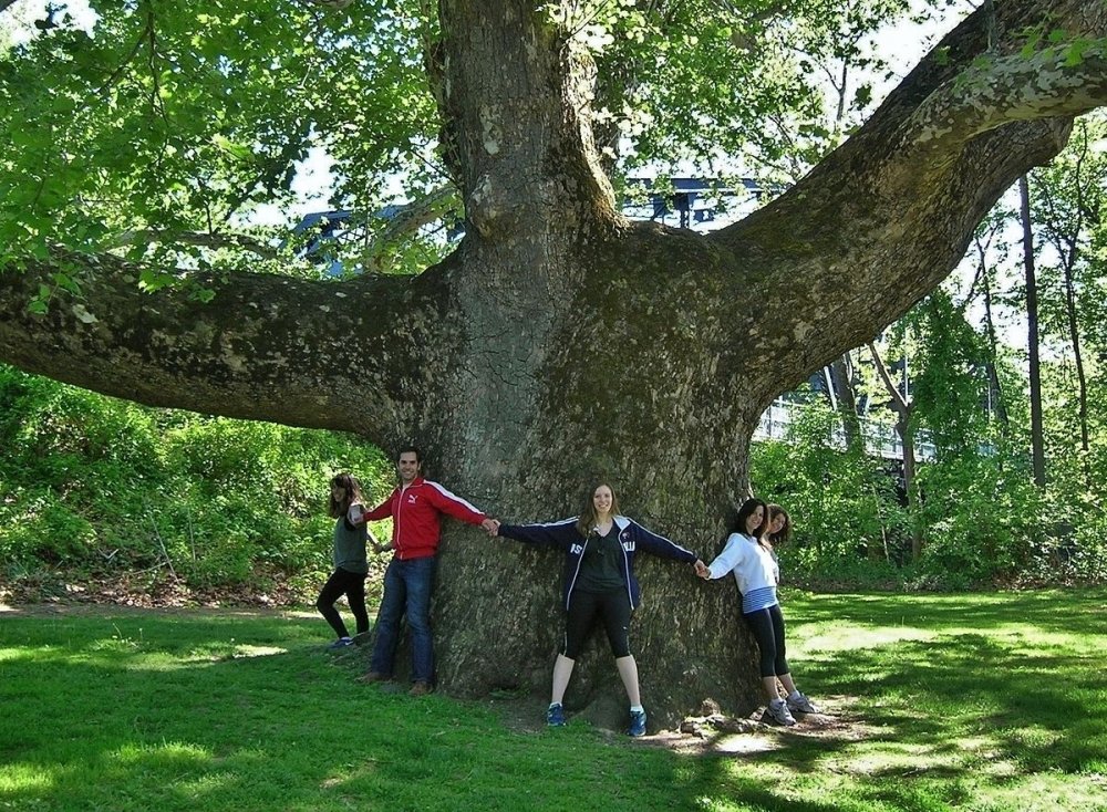 Платан большое дерево