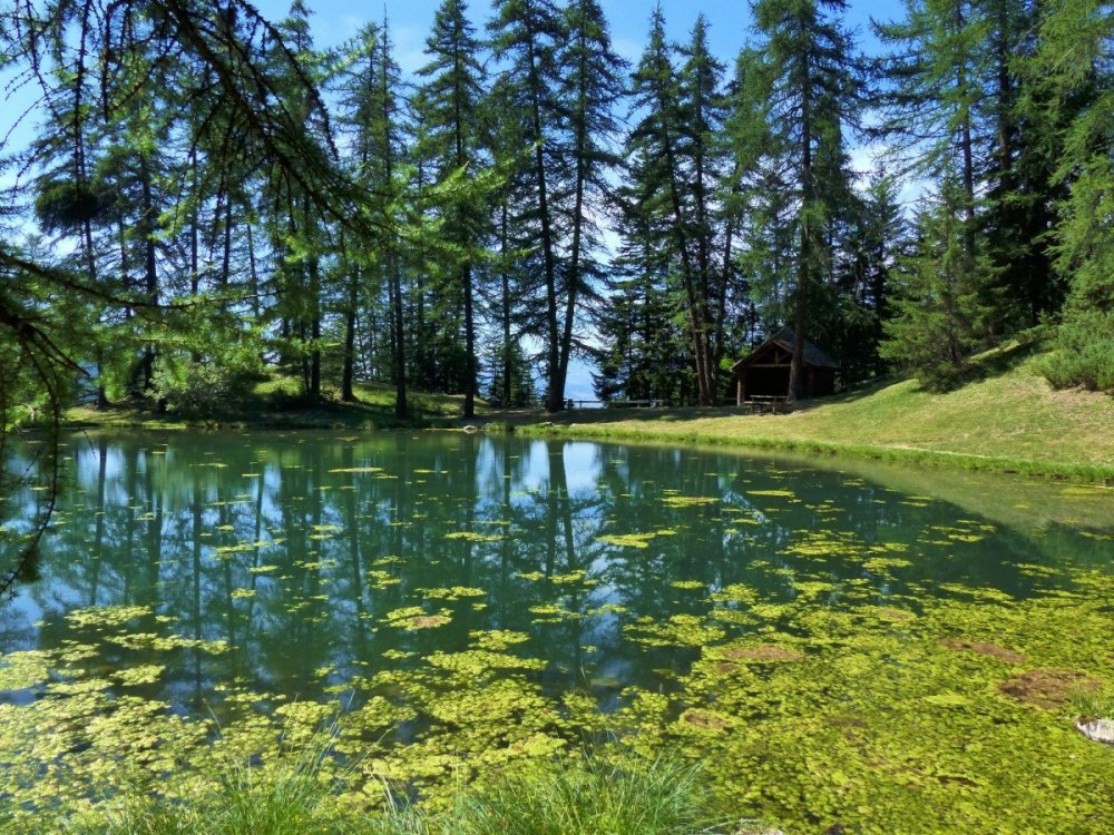 Лесное озеро (Forest Lake)