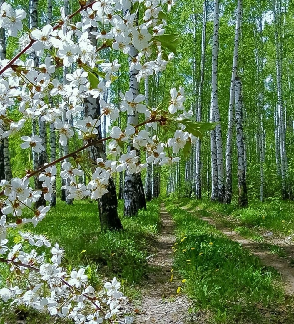 Доброе утро Ландыши