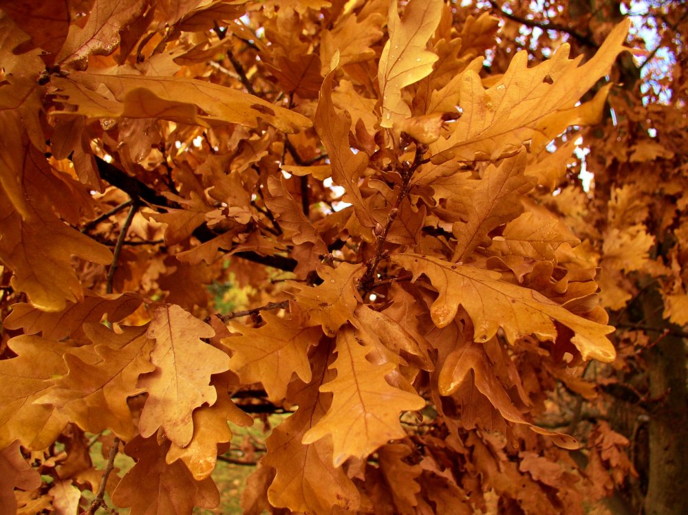 Дуб красный, Северный Quercus rubra