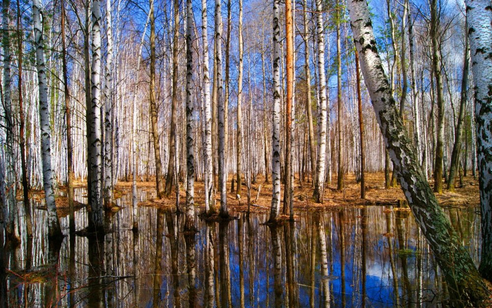 «Весна в лесу» Юрия Мелькова