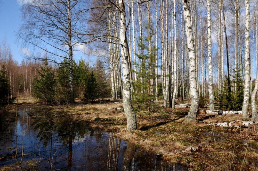 Ранняя Весна в лесу