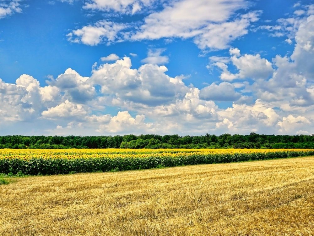 Поле панорама