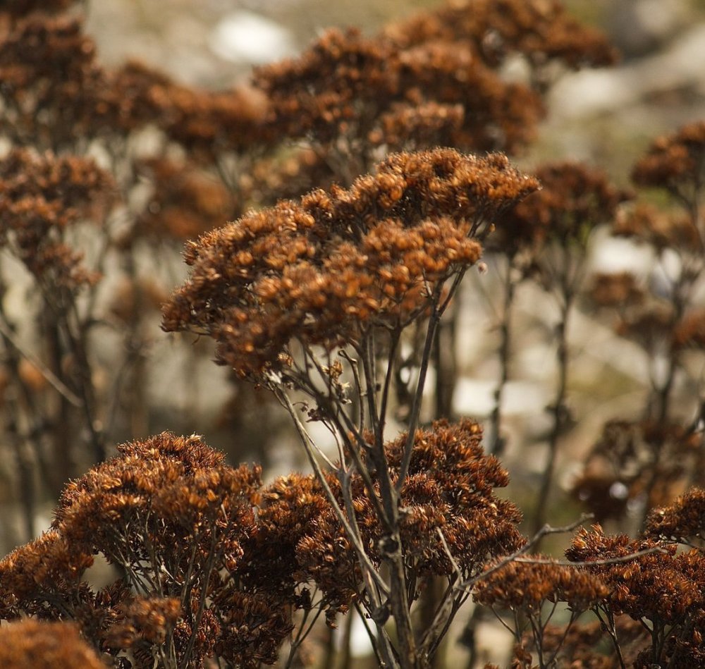 Dried Flowers сухоцветы