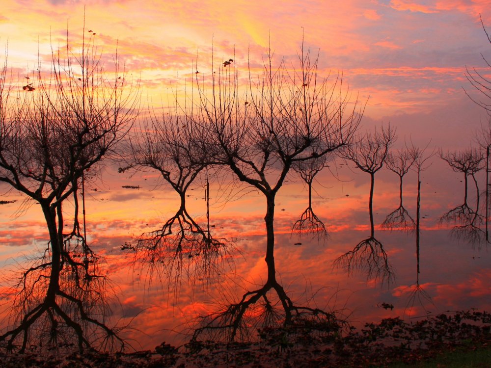 Отражение деревьев в воде