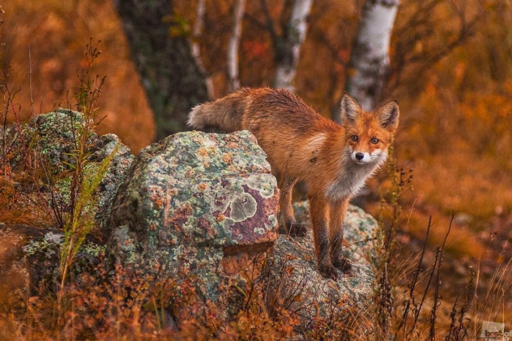 Тигирекский заповедник фауна