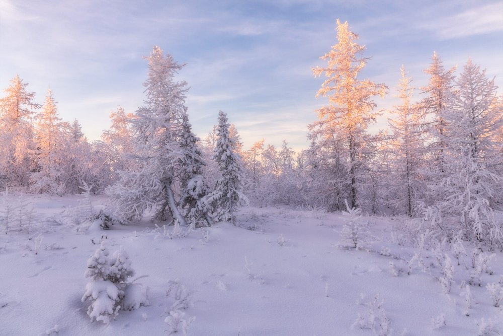 Северный лес зимой