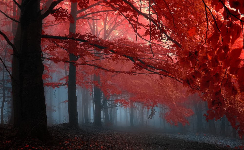 Janek Sedlar фотограф