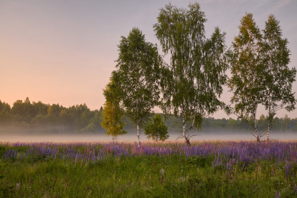 Родные просторы Пушгоры панорама