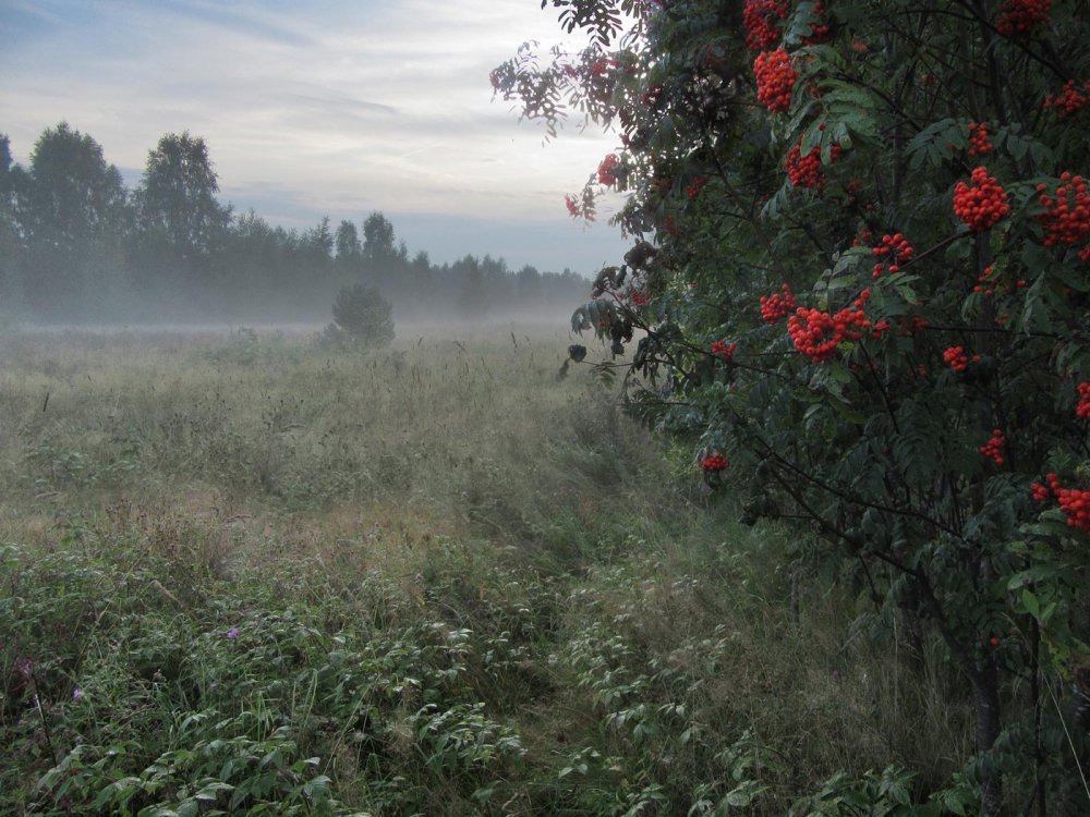 Деревня в тумане