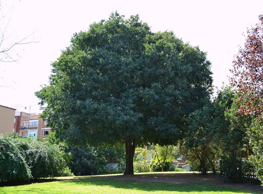 Каркас Южный (Celtis Australis)