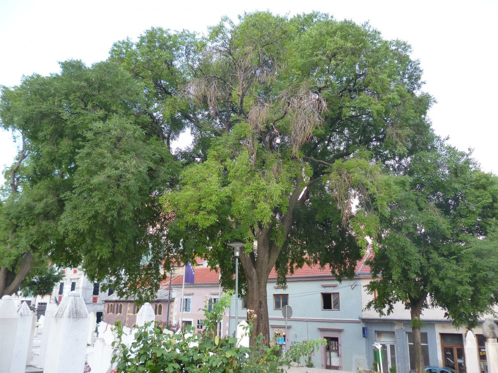 Celtis Australis дерево