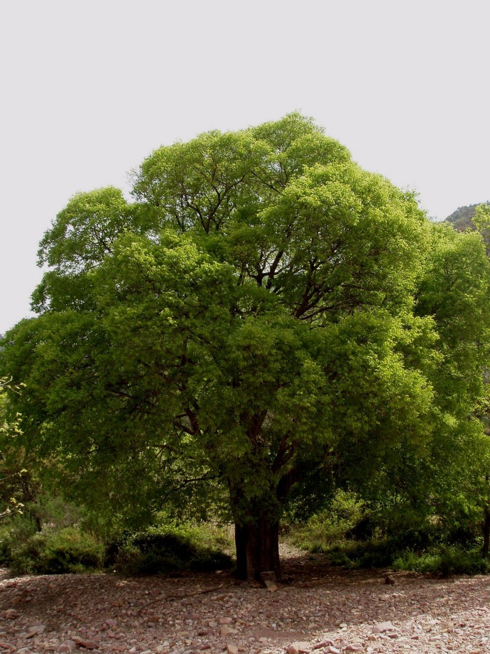 Celtis Australis дерево