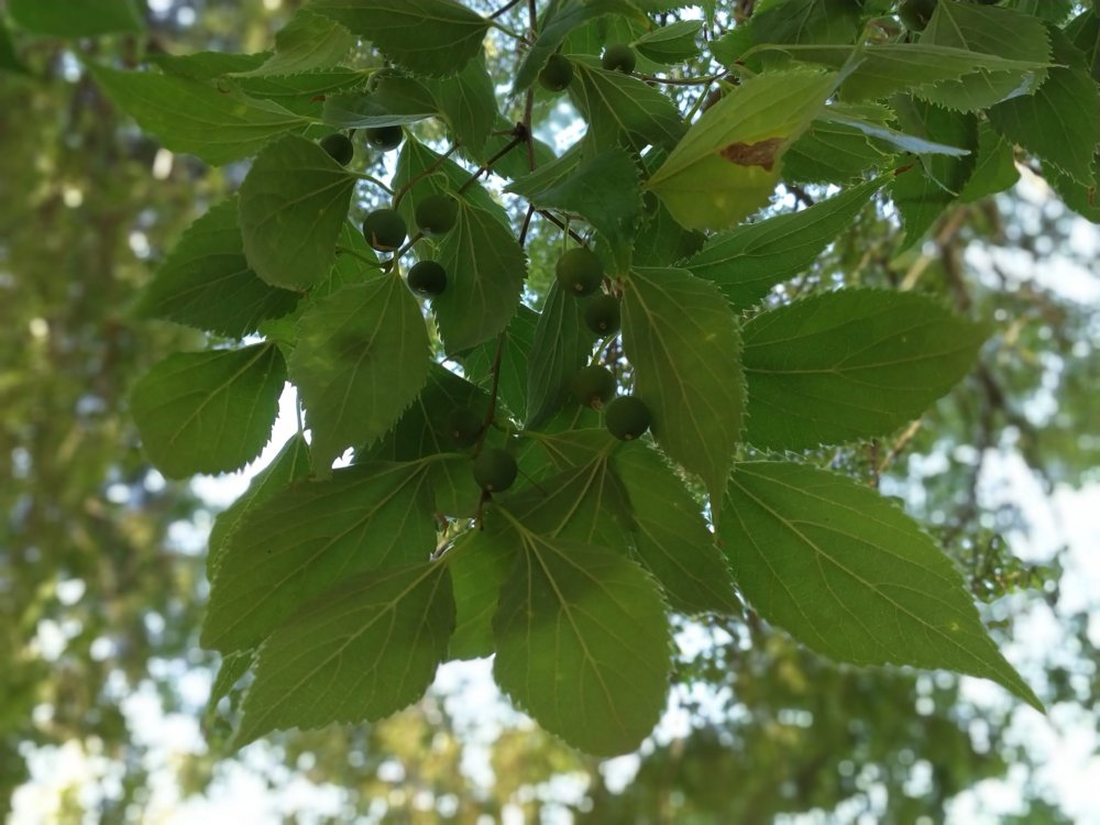 Celtis Australis l