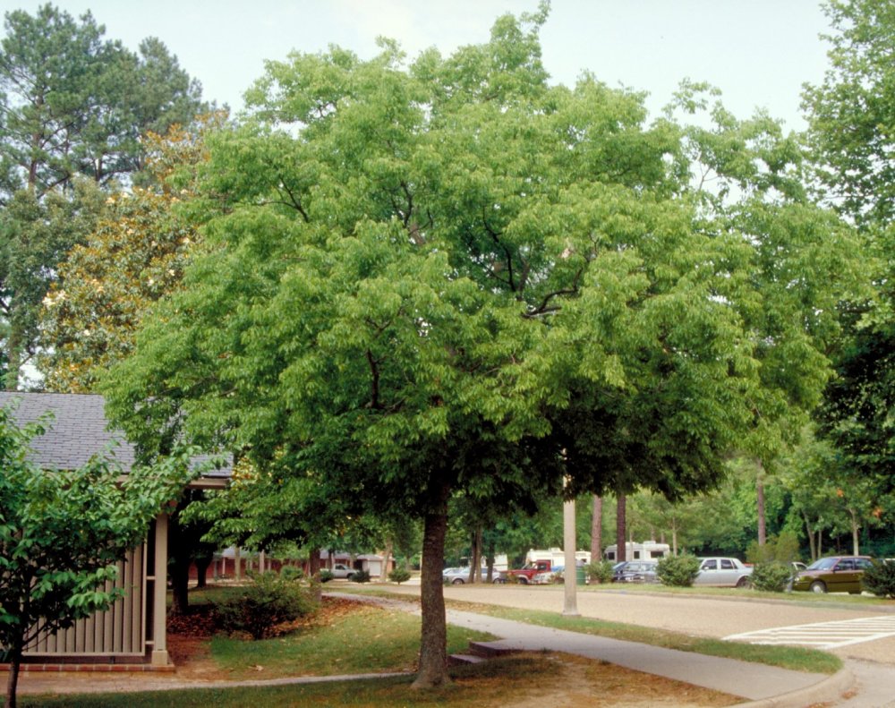 Celtis Australis дерево