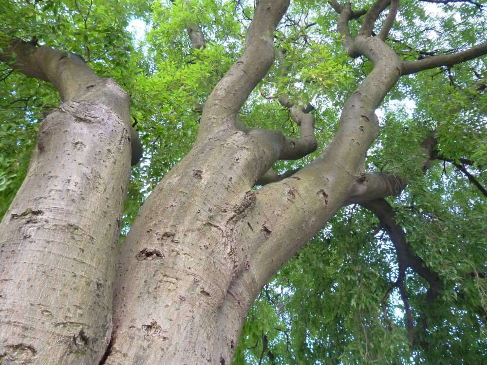 Каркас Южный (Celtis Australis)