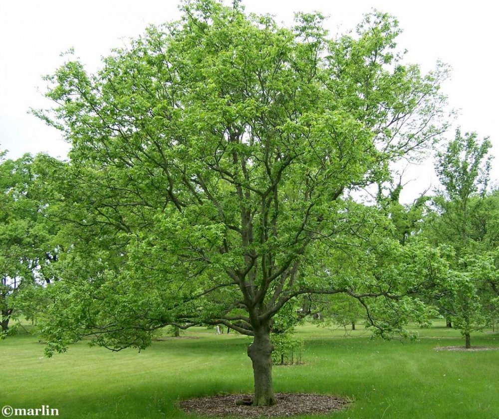 Celtis Australis дерево