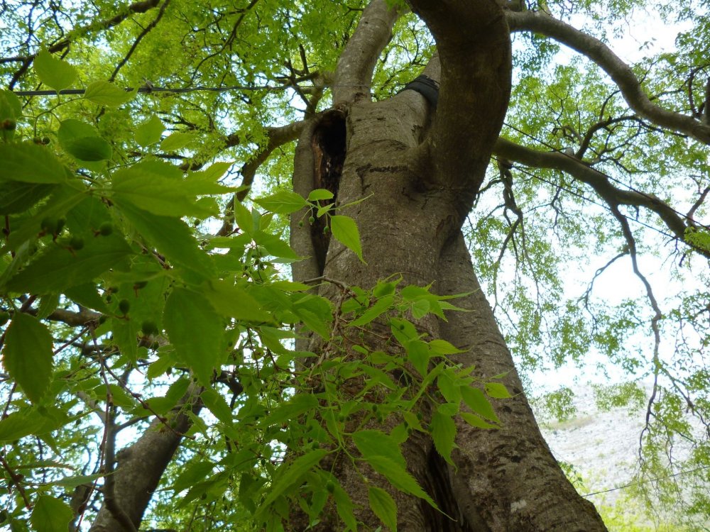 Каркас Южный (Celtis Australis)