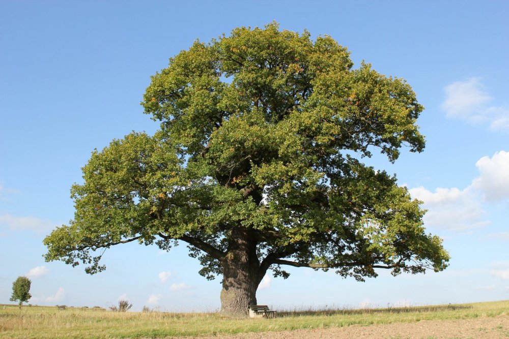 Каркас кавказский (Celtis Caucasica Willd.)