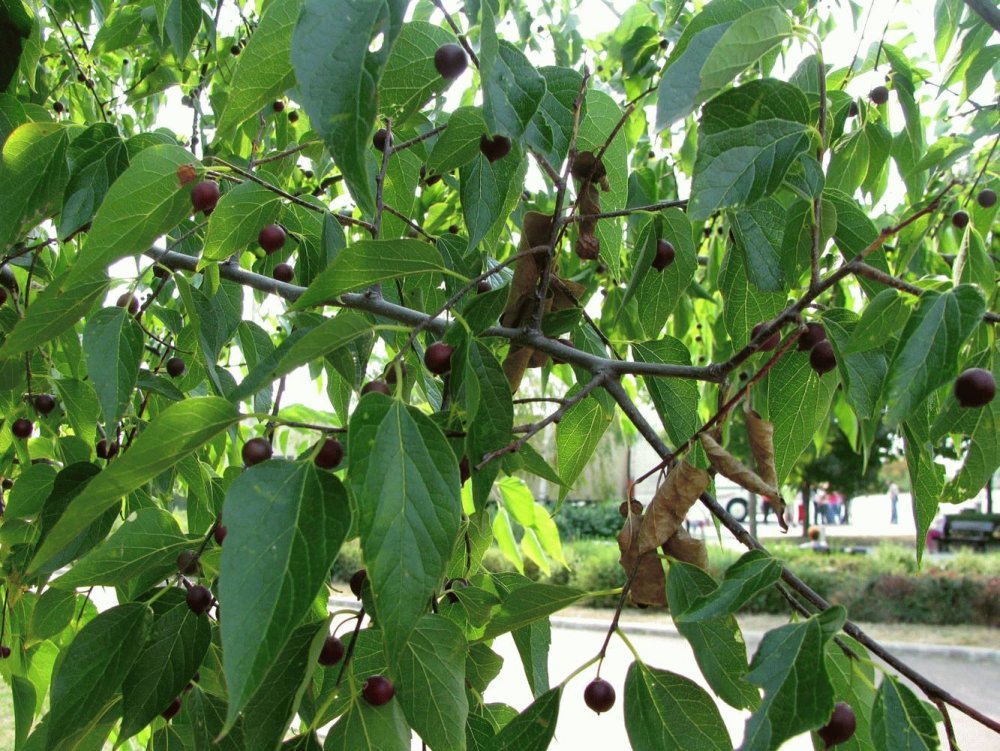 Celtis Australis дерево