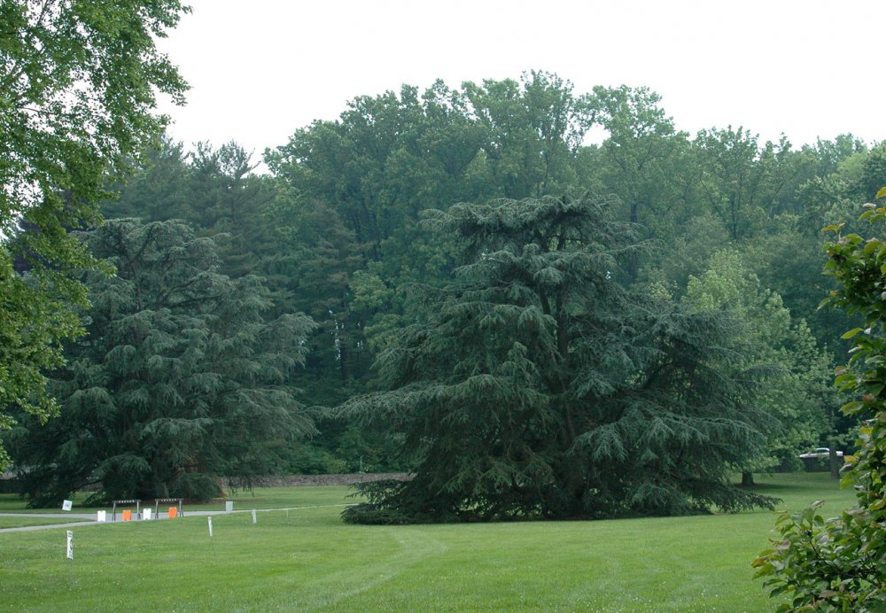 Каркас Южный (Celtis Australis) Крым