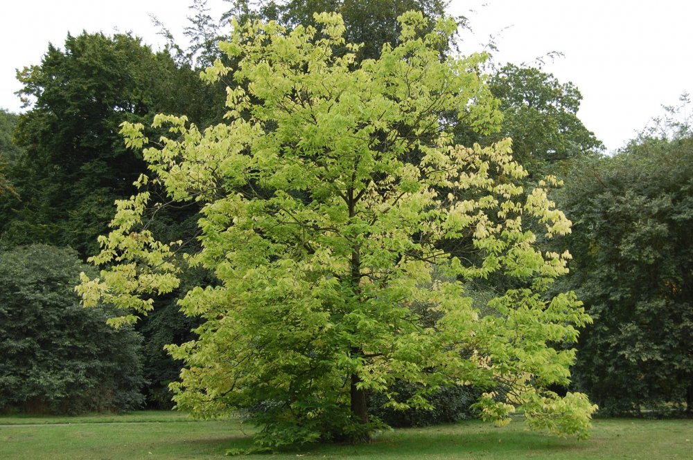 Celtis Australis дерево