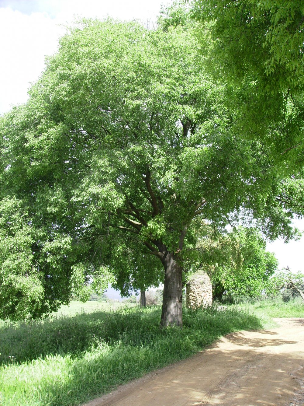 Каркас Южный (Celtis Australis)