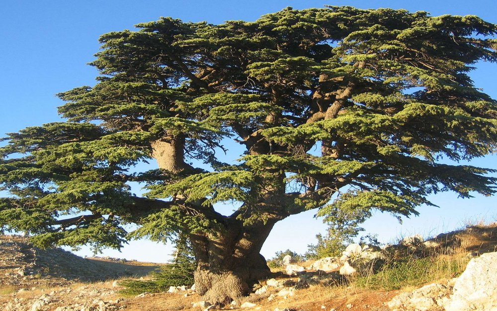 Кедр лива́нский (Cedrus libani)