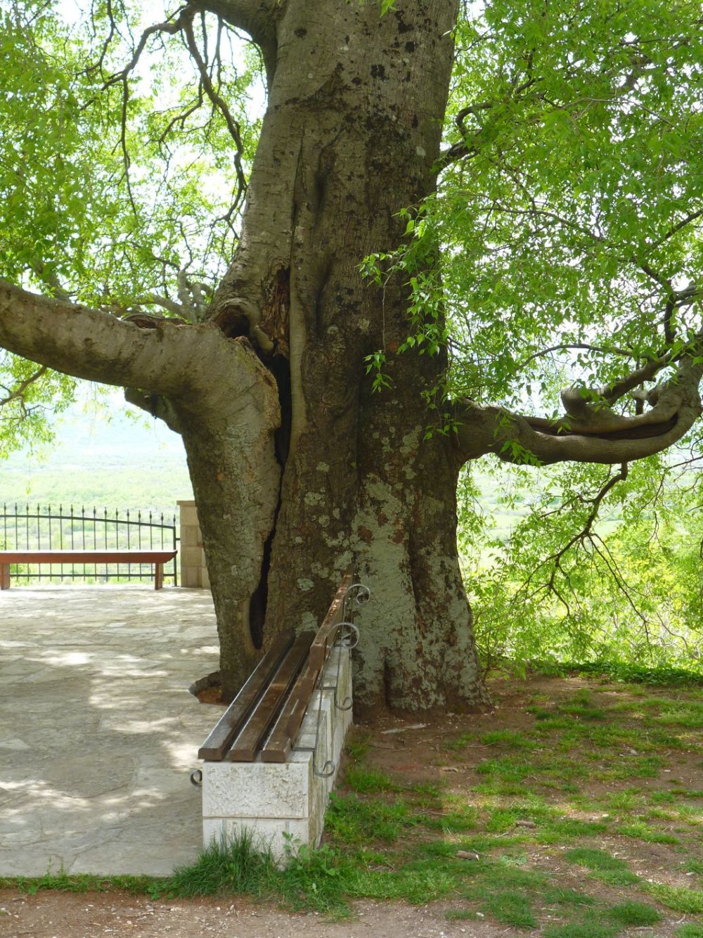 Celtis Australis дерево