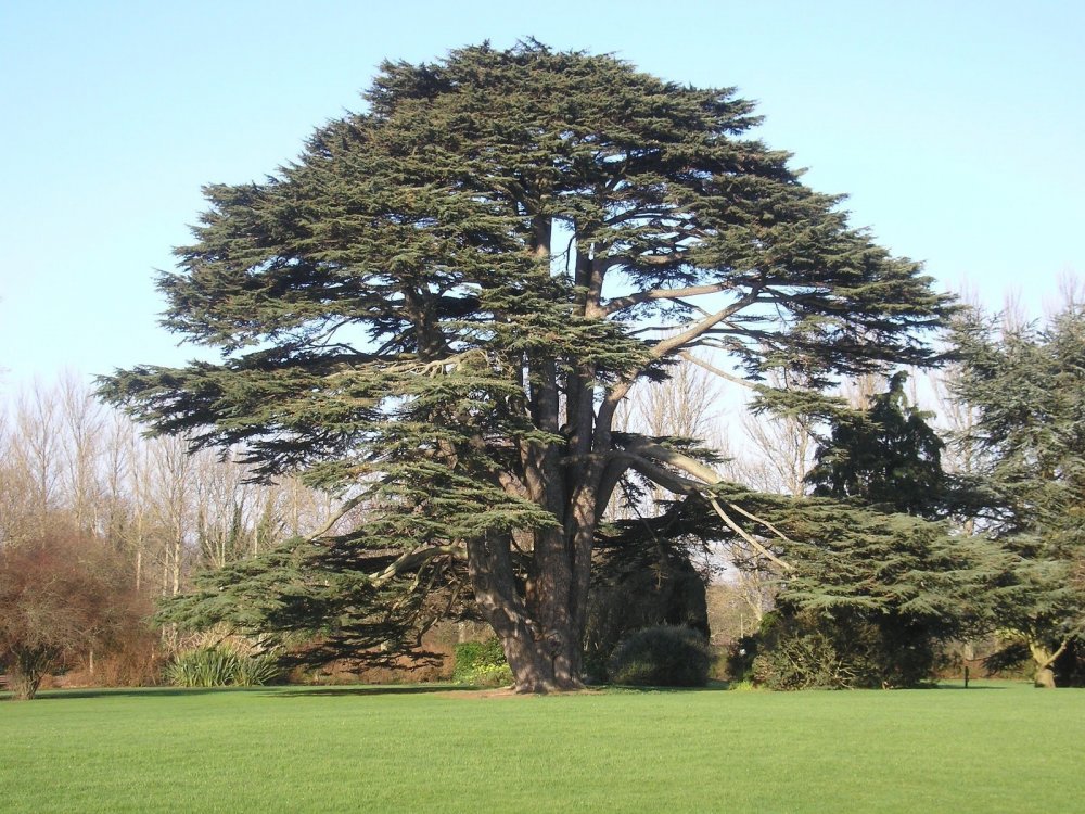 Кедр лива́нский (Cedrus libani)