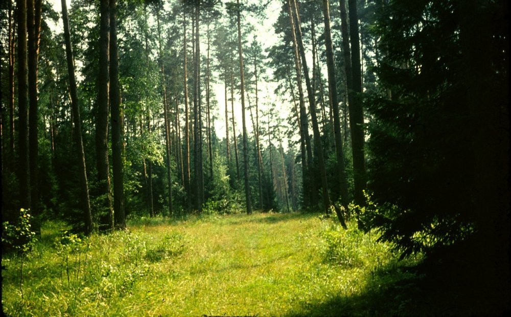 Ельники Лесная Поляна