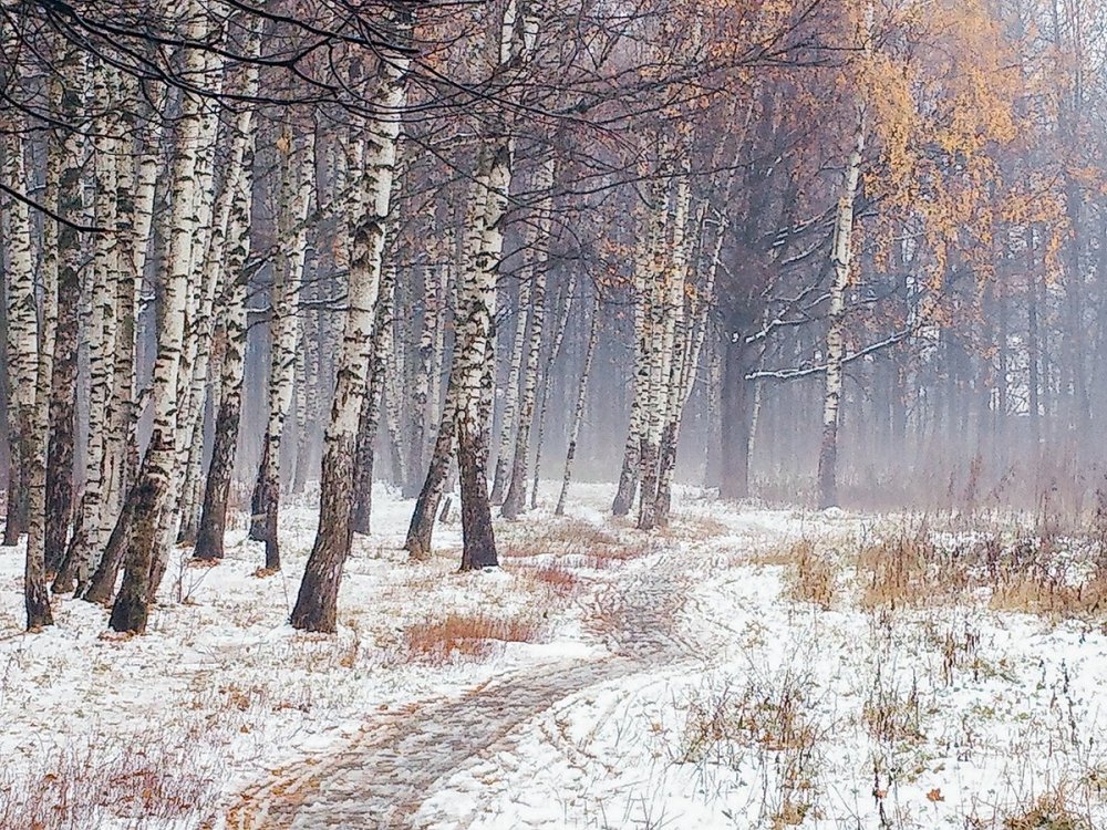 Пейзаж первый снег