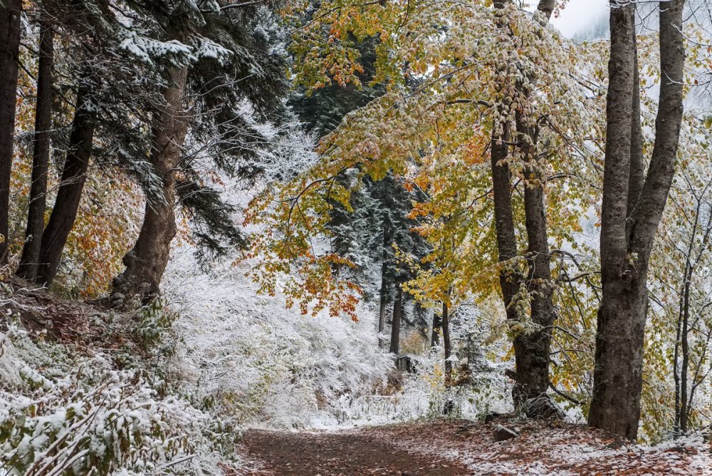 Поздняя осень фото